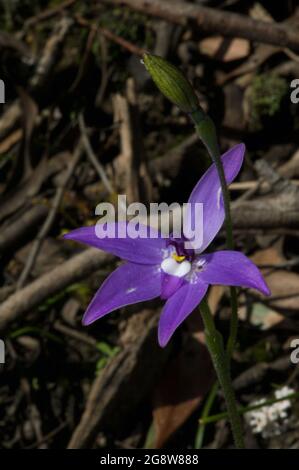 Wachslippen-Orchideen (Glossodia Major) sind immer ein purpurner Genuss im Frühling, außer wenn man eine seltene weiße findet! Hochkins Ridge Flora Reserve. Stockfoto