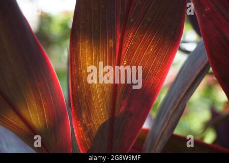 Grüne cordyline fruticosa gemeinhin als Ti-Pflanze, Palmlilie, Kohlpalme, Glückspflanze, Convallaria fruticosa L., Spargel terminalis L., Cordy Stockfoto