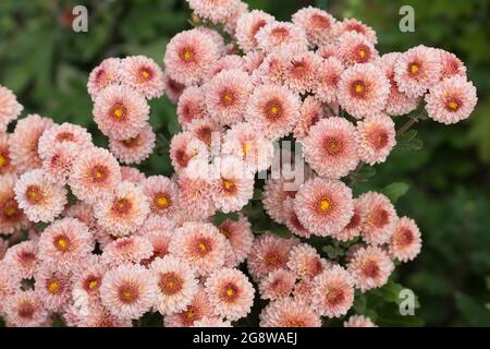 Rosa Chrysantheme blüht auf einem grünen Busch. Stockfoto