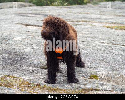 Wolliger Hund, der auf einer felsigen Oberfläche steht und zur Seite blickt. Brauner, zotteliger Hund mit orangefarbenem Geschirr, der auf einer felsigen Oberfläche steht. Stockfoto