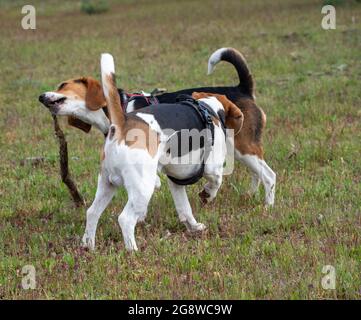 Welpen spielen mit Stock auf Grasfeld. Zwei braune und weiße Welpen, die im Park spielen. Stockfoto