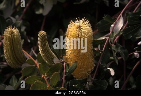 BANKSIA INTEGRIFOLIA ZEIGT DIE 3 WACHSTUMSPHASEN. ALLGEMEIN BEKANNT ALS COAST BANKSIA IST EINE BAUMARTE, DIE ENTLANG DER OSTKÜSTE AUSTRALIENS WÄCHST. Stockfoto