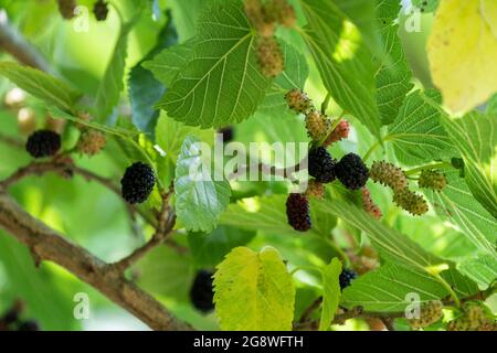 Reife Früchte von Morus alba am Baum, Stadt Isehara, Präfektur Kanagawa, Japan Stockfoto