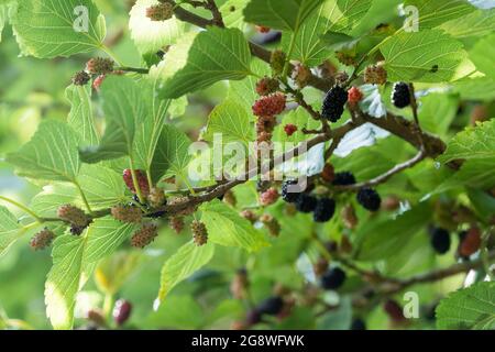 Reife Früchte von Morus alba am Baum, Stadt Isehara, Präfektur Kanagawa, Japan Stockfoto