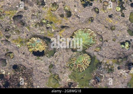 Gemeine Limpet (Patella vulgata) Muscheln auf Felsen Filey Yorkshire GB UK Juni 2021