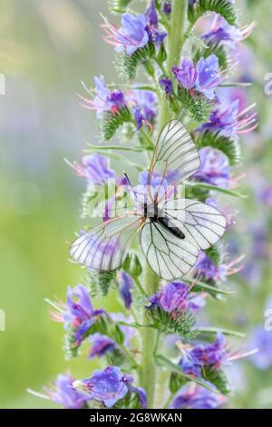 Großer Schmetterling mit durchscheinenden Flügeln, der schwarz-geädert weiß, Aporia crataegi, ruht auf den Blüten des Blauweines (Echium vulgare) auf einem sonnigen s Stockfoto