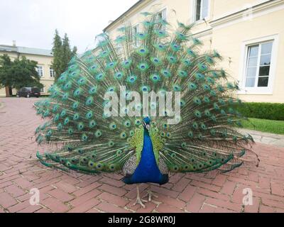 Pfau mit ausgebreiteten Schwanz Stockfoto