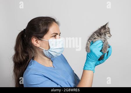 Eine Tierärztin für Tiere in einer medizinischen Uniform und Handschuhen hält ein kleines Kätzchen in der Hand. Behandlung von Katzen, Tierpflege, Tierklinik. Stockfoto