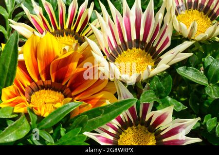 Nahaufnahme der Schatzblume, Gazania rigens, Pflanze in der Familie der im südlichen Afrika heimischen Asteraceae. Stockfoto