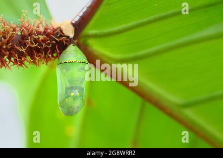 Tropischer Schmetterling kokons chrysalis, hängend von einem Blatt und bereit zum schlüpfen. Stockfoto