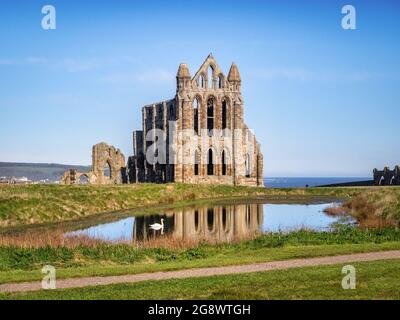 Das historische Whitby Abbey spiegelt sich in einem Pool mit einem Schwan wider. Von außerhalb des Klostergeländes. Echter Schwan, nicht später hinzugefügt. Stockfoto