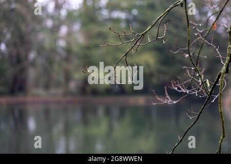 Ein Park mit Wasser, Bäumen und viel Grün im Herbst Stockfoto