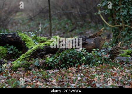 Ein Park mit Wasser, Bäumen und viel Grün im Herbst Stockfoto