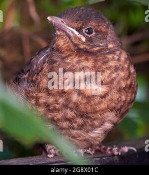 Blackbird Jungtier versteckt sich in der Hecke eines städtischen Gartens und wartet darauf, dass die Eltern ihn füttern. Im Juli also wahrscheinlich zweite oder dritte Brut. Stockfoto