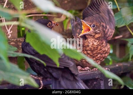 Blackbird Jungtier versteckt sich in der Hecke eines Stadtgartens und wird von männlichen Eltern mit Insekten gefüttert. Im Juli also wahrscheinlich zweite oder dritte Brut. Stockfoto