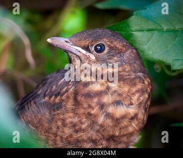 Blackbird Jungtier versteckt sich in der Hecke eines städtischen Gartens und wartet darauf, dass die Eltern ihn füttern. Im Juli also wahrscheinlich zweite oder dritte Brut. Stockfoto