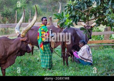 Lokale Hirten melken Ankole Kühe in Kitwa, Uganda Stockfoto