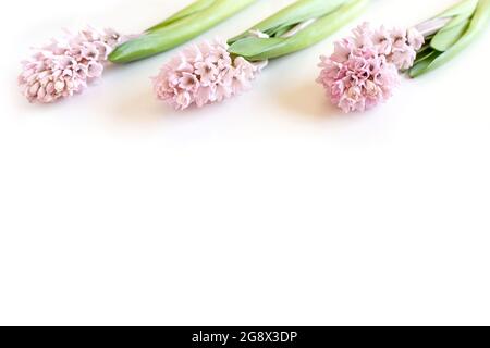 Drei Hyazinthen auf weißem Hintergrund mit Platz für Text. Frohe Ostern. Stockfoto