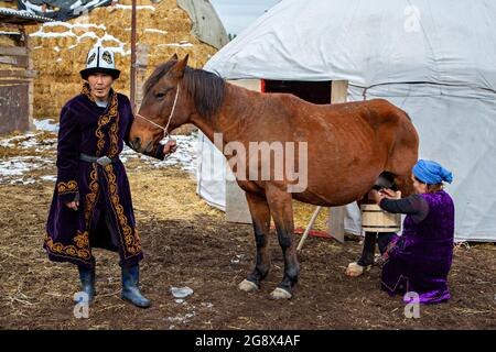 Nomadischer Mann, der das Pferd hält, und nomadische Frau, die es melkt, um in Bischkek, Kirgisistan, ein traditionelles Getränk zu machen, das als Kymyz bekannt ist. Stockfoto