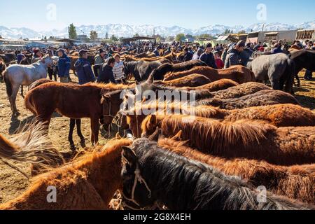 Pferde zum Verkauf auf dem Viehmarkt, in Tokmok, Kirgisistan. Stockfoto