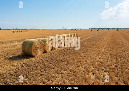 Luftaufnahme der Heuballen auf dem landwirtschaftlichen Feld nach der Ernte. Farmlandschaft. Stockfoto