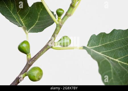 Nahaufnahme von kleinen Feigenfrüchten, die auf dem Ficus carica-Ast wachsen Stockfoto