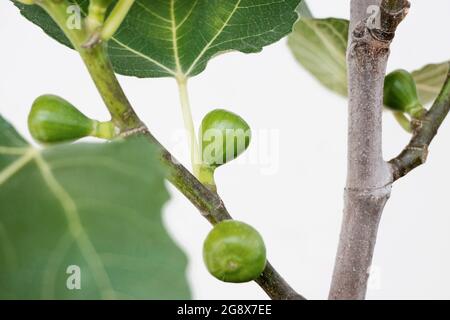 Nahaufnahme von kleinen Feigenfrüchten, die auf dem Ficus carica-Ast wachsen Stockfoto