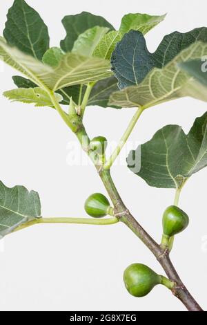 Nahaufnahme von kleinen Feigenfrüchten, die auf dem Ficus carica-Ast wachsen Stockfoto