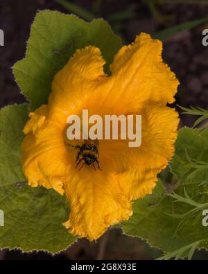 Eine Biene bestäubt eine gelbe Hokkaido-Kürbisblume Stockfoto