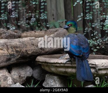 Purple Crested Turaco, Tauraco porphyreolophus, trinken ein Vogelbad Stockfoto