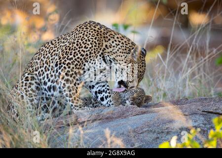 Eine Leopardmutter, Panthera pardus, leckt und kraubt ihr Junges Stockfoto