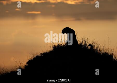 Silhouette eines Leoparden, Panthera pardus, der auf einem Termitenhügel sitzt Stockfoto