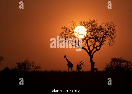 Eine Silhouette einer Giraffe, Giraffa camelopardalis giraffa, die bei Sonnenuntergang neben einem Baum steht Stockfoto