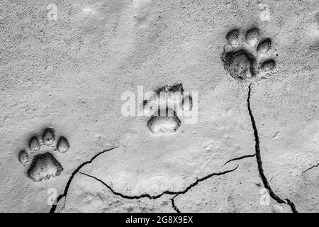 Die Spuren eines Löwen im Schlamm, Panthera leo Stockfoto