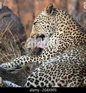 Eine Leopardmutter, Panthera pardus, leckt und kraubt ihr Junges Stockfoto