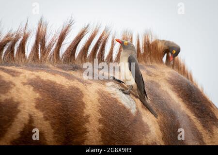 Eine Schar von roten Fadenspechten, Buphagus erythrorhynchus, sitzt auf dem Rücken einer Giraffe, Giraffa camelopardalis giraffa Stockfoto