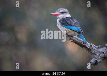 Brauner Eisvögel, Halcyon albiventris, sitzt auf einem Ast Stockfoto