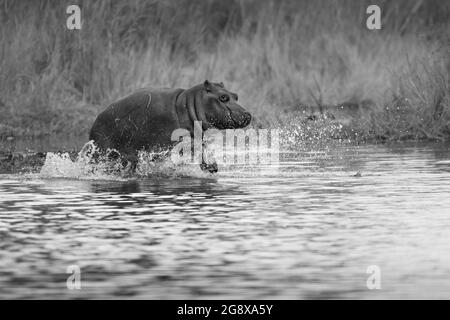Ein Nilpferdkalb, Hippopotamus amphibius, fließt schwarz-weiß durch das Wasser Stockfoto