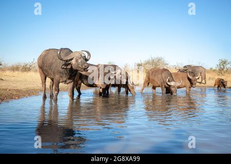 Eine Büffelherde, Syncerus Caffer, trinkt Wasser aus einem Wasserloch, blauer Himmel im Hintergrund Stockfoto