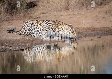 Ein Leopard, Panthera pardus, beugt sich, um Wasser aus einem Wasserloch zu trinken Stockfoto