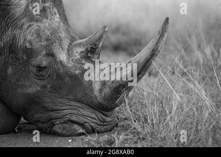 Ein weißes Nashorn, Ceratotherium simum, ruht seinen Kopf auf dem Boden, bedeckt mit Schlamm, in Schwarz und Weiß Stockfoto