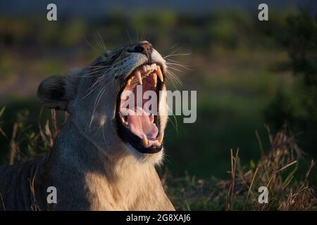 Eine Löwin, Panthera leo, gähnt, grün im Hintergrund Stockfoto