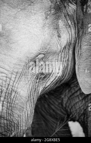 Der Kopf eines Elefanten, Loxodonta africana, Auge geschlossen, in schwarz und weiß Stockfoto