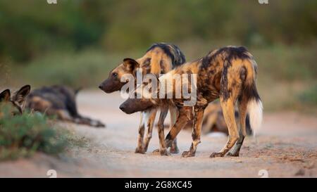 Wilde Hunde, Lycaon pictus, stehen in einer Stalking-Position Stockfoto