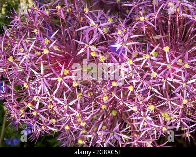 Eine Alium-Blume in Holehird Gardens, Windermere, Lake District, Großbritannien. Stockfoto