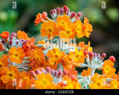 Candelabra Primula in Holehird Gardens, Windermere, Lake District, Großbritannien. Stockfoto