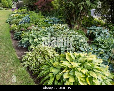 Hostas in Holehird Gardens, Windermere, Lake District, Großbritannien. Stockfoto