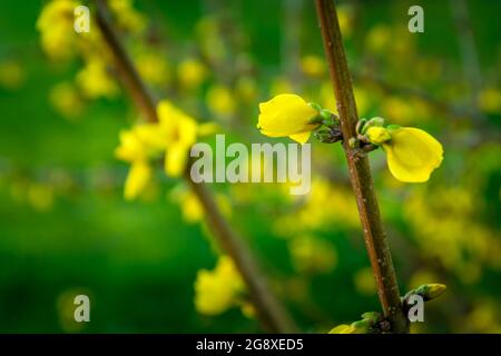 Gelbe Forsythia blüht auf einem Zweig, Frühlingsansicht Stockfoto