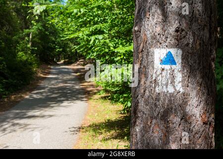 Blaues Dreieck-Schild auf Baumstamm entlang der Waldstraße, Soproni-hegyseg, Sopron, Ungarn Stockfoto