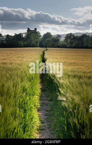 Ein Pfad, der durch ein Weizenfeld führt, der zum Kilcrea Castle in Cork Ireland führt Stockfoto